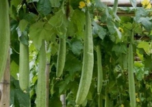 绿如意丝瓜高效栽培要点