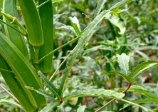 秋葵的功效与作用