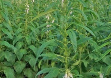 南方黑芝麻公益事业再出发