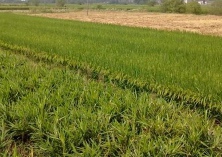 生姜种植与管理技术