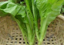 芥菜就是雪里蕻（南京人腌着吃）