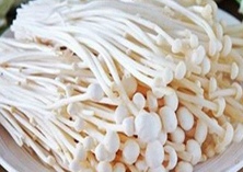 金针菇煮不熟会中毒