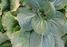 冬闲田种青菜须把好三关