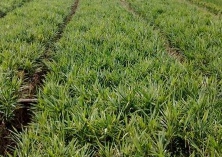 生姜种植技术管理的几点建议