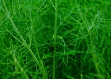 茴香的常见病害及其防治