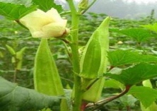 “广喜”规模种植黄秋葵实现了“四统一”