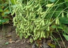 毛豆品种2808介绍