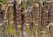 南方黑芝麻糊被曝喝出5条蛆