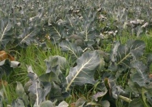 西兰花冻害怎样防治