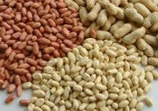 青椒的根腐病茎腐病如何防治