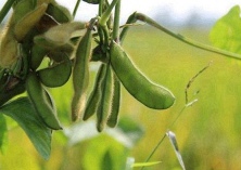 加强冬季管理提高丝瓜的产量