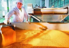 黑龙江玉米深加工迎来重大政策利好