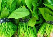 菠菜种植之霜霉病的防治 菠菜种植之霜霉病的防治