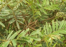 黑米规范化栽培技术