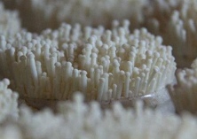 金针菇对环境条件的要求