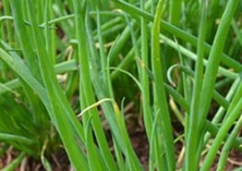 大葱炒腊肉的做法