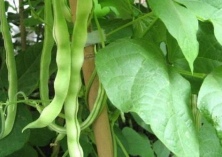 豆角竟然也会引起中毒（豆角中毒如何进行急救）