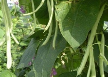 四季豆种植技术要点