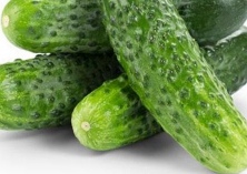 荷兰小黄瓜之栽培技术