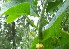 丝瓜的留种技术