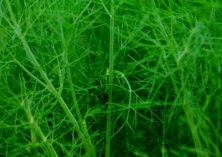 堰坪茴香成就大产业