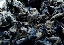 人造耳木的栽培