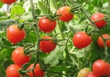 春大棚西红柿种植技术