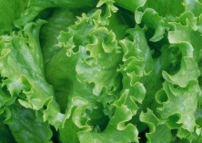 生菜主要病害的防治 生菜主要病害的防治