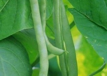 四季豆常见病虫害怎么防治？症状识别、发病规律与用药方法