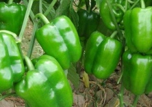 青椒会导致上火吗 青椒会导致上火吗