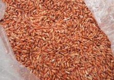 红米品种及购种地点