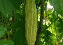 扁豆蘑菇禁入“高考菜单”