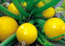 日光温室西葫芦压蔓高产的栽培技术