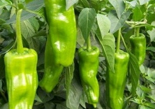 夏茬青椒（精细管理促高产）