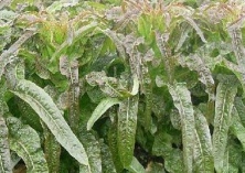 莴苣水培技术