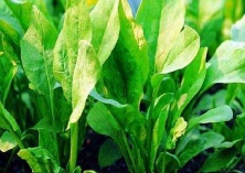 监管部门调查发芽土豆