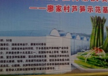 双牌县麻江镇芦笋种植长势喜人