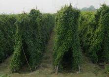 山药种植的施肥技术