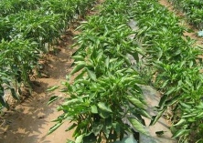 青椒种植的方法