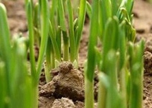 大葱种植技术之秋播育苗