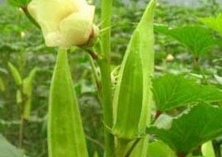 供应台湾五福黄秋葵种子