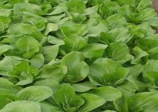 菜心炭疽病应对症下药