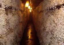 如何防治金针菇黑头病