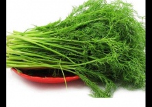 球茎茴香软腐病及其防治