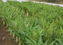 莴苣菌核病及防治