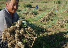 甘肃南湖镇大蒜飘香蒜农乐
