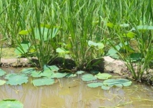冷水茭白种植技术要点 冷水茭白种植技术要点