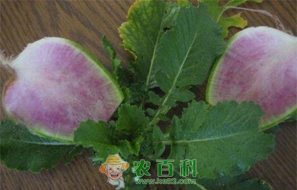 心里美 心里美萝卜丰产栽培技术