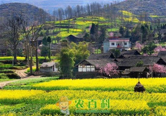 都坪将打造十里油菜花景观长廊
