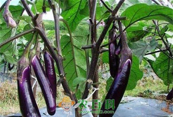 低温弱光天气对越冬茬茄子的影响